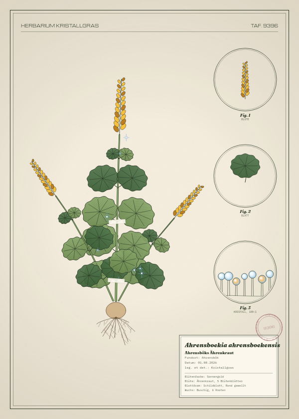 Botanische Tafel: Ahrensboekia ahrensboekensis, eine erfundene Pflanze aus Ahrensbök, gezeichnet wie in einem alten Pflanzenatlas