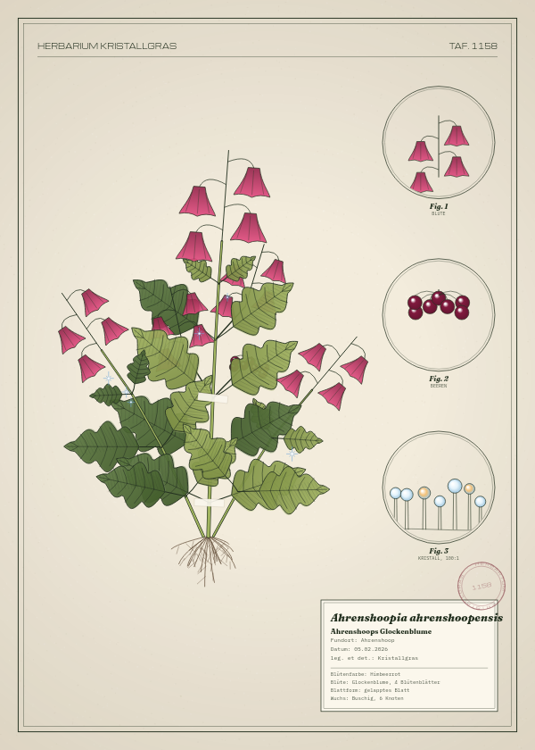 Botanische Tafel: Ahrenshoopia ahrenshoopensis, eine erfundene Pflanze aus Ahrenshoop, gezeichnet wie in einem alten Pflanzenatlas