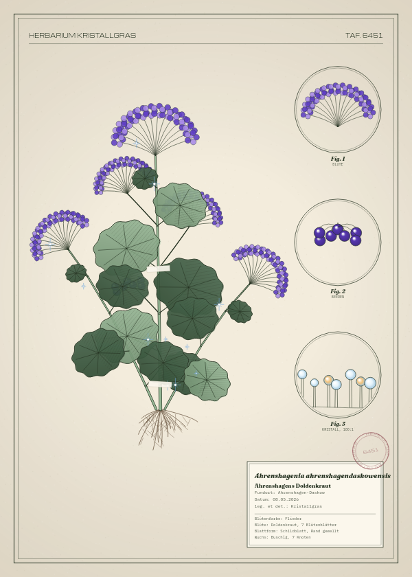 Botanische Tafel: Ahrenshagenia ahrenshagendaskowensis, eine erfundene Pflanze aus Ahrenshagen-Daskow, gezeichnet wie in einem alten Pflanzenatlas
