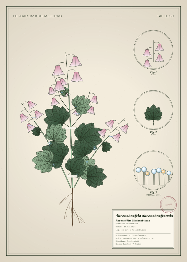 Botanische Tafel: Ahrenshoeftia ahrenshoeftensis, eine erfundene Pflanze aus Ahrenshöft, gezeichnet wie in einem alten Pflanzenatlas