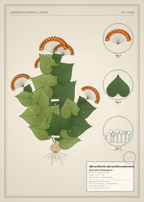 Botanische Tafel: Ahrweileria ahrweilerwehrensis, eine erfundene Pflanze aus Ahrweiler-Wehr, gezeichnet wie in einem alten Pflanzenatlas