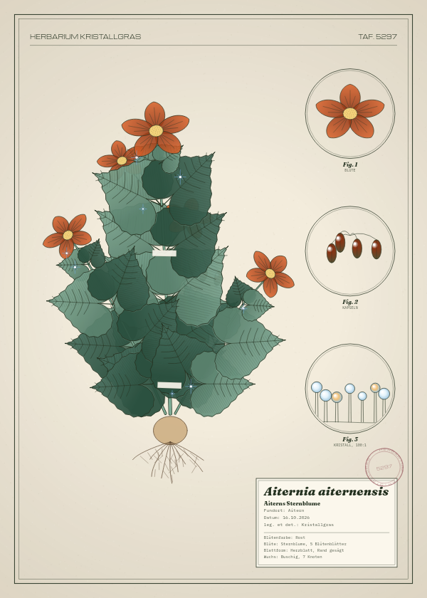 Botanische Tafel: Aiternia aiternensis, eine erfundene Pflanze aus Aitern, gezeichnet wie in einem alten Pflanzenatlas