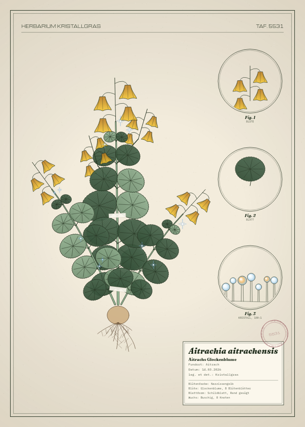 Botanische Tafel: Aitrachia aitrachensis, eine erfundene Pflanze aus Aitrach, gezeichnet wie in einem alten Pflanzenatlas
