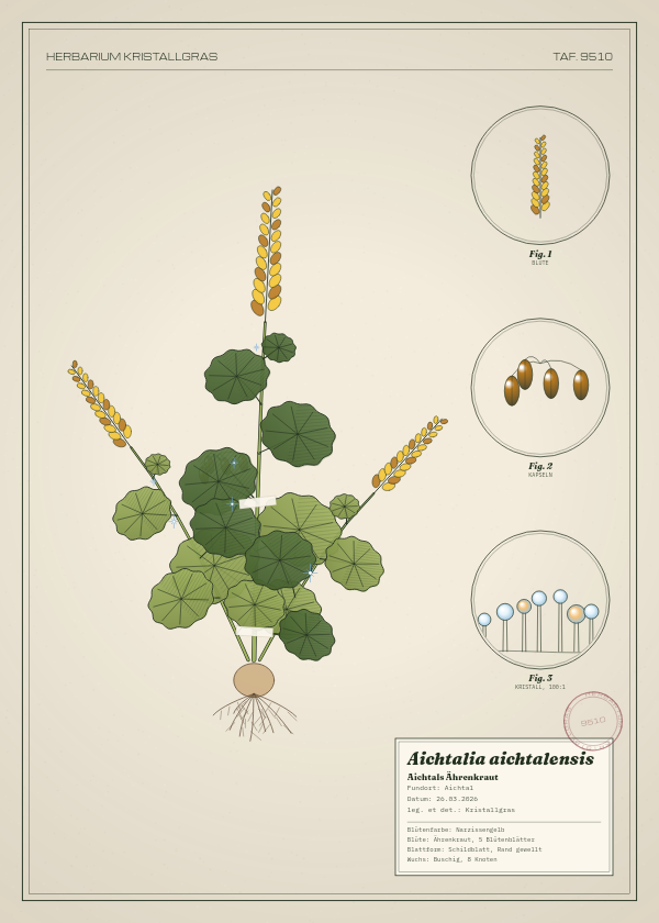 Botanische Tafel: Aichtalia aichtalensis, eine erfundene Pflanze aus Aichtal, gezeichnet wie in einem alten Pflanzenatlas