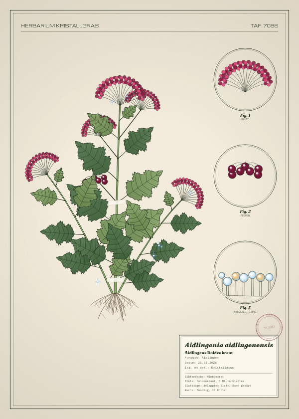 Botanische Tafel: Aidlingenia aidlingenensis, eine erfundene Pflanze aus Aidlingen, gezeichnet wie in einem alten Pflanzenatlas