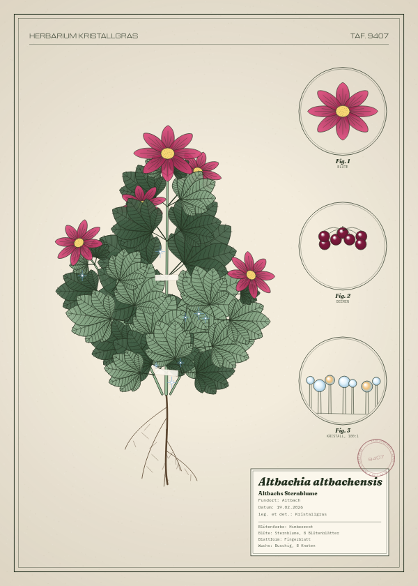 Botanische Tafel: Altbachia altbachensis, eine erfundene Pflanze aus Altbach, gezeichnet wie in einem alten Pflanzenatlas
