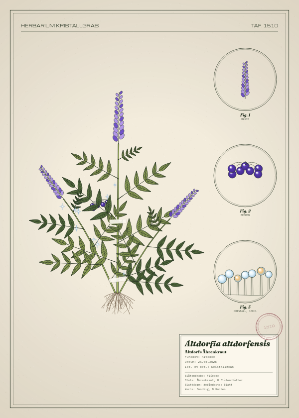 Botanische Tafel: Altdorfia altdorfensis, eine erfundene Pflanze aus Altdorf, gezeichnet wie in einem alten Pflanzenatlas