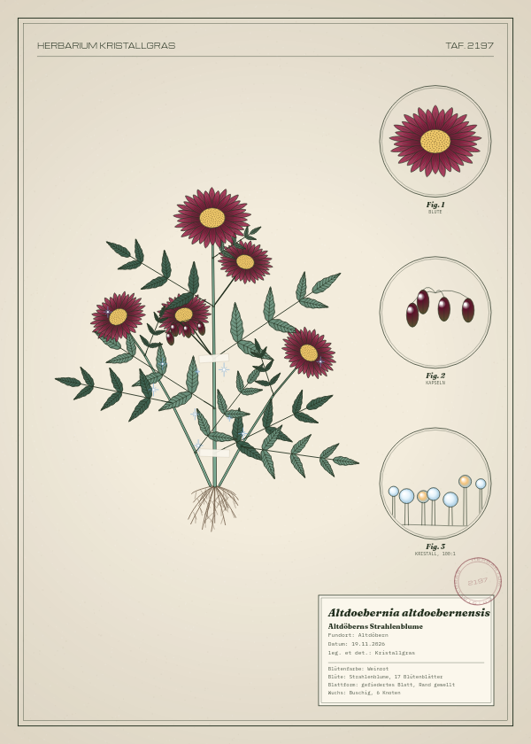 Botanische Tafel: Altdoebernia altdoebernensis, eine erfundene Pflanze aus Altdöbern, gezeichnet wie in einem alten Pflanzenatlas