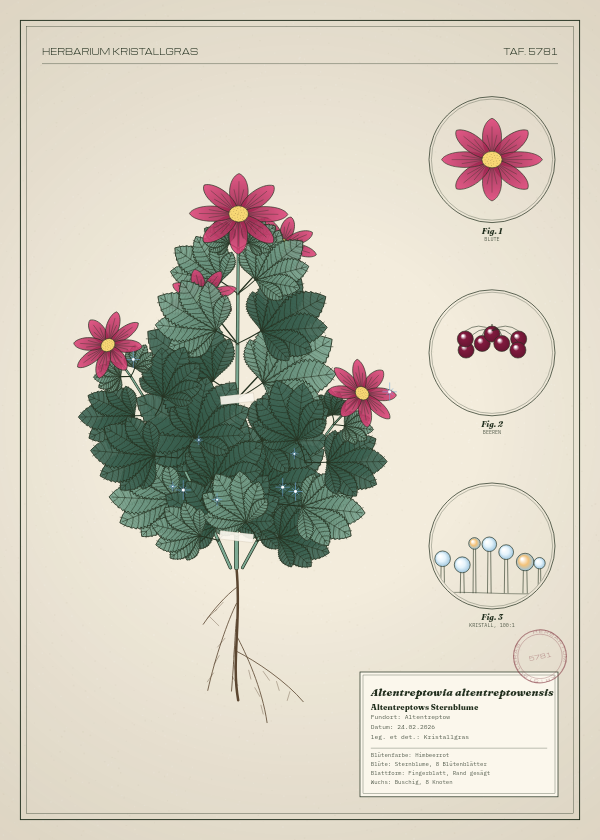 Botanische Tafel: Altentreptowia altentreptowensis, eine erfundene Pflanze aus Altentreptow, gezeichnet wie in einem alten Pflanzenatlas