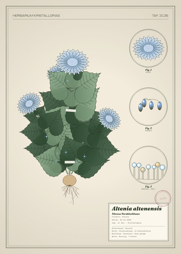 Botanische Tafel: Altenia altenensis, eine erfundene Pflanze aus Altena, gezeichnet wie in einem alten Pflanzenatlas