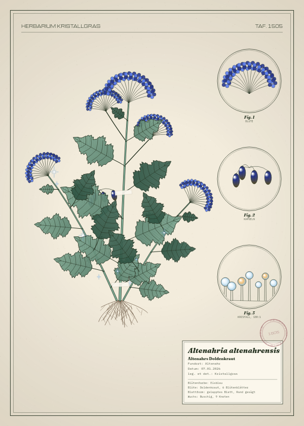 Botanische Tafel: Altenahria altenahrensis, eine erfundene Pflanze aus Altenahr, gezeichnet wie in einem alten Pflanzenatlas