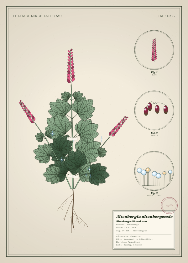 Botanische Tafel: Altenbergia altenbergensis, eine erfundene Pflanze aus Altenberga, gezeichnet wie in einem alten Pflanzenatlas