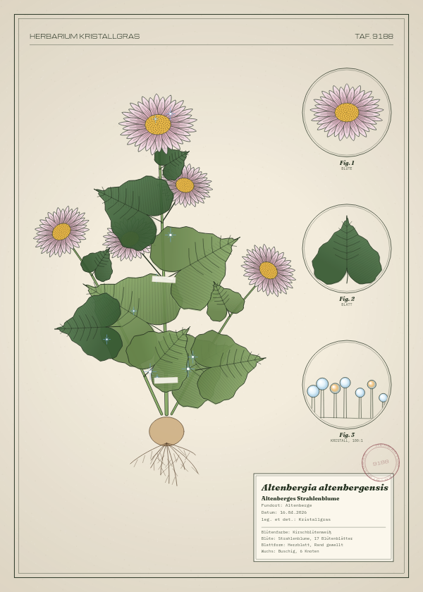 Botanische Tafel: Altenbergia altenbergensis, eine erfundene Pflanze aus Altenberge, gezeichnet wie in einem alten Pflanzenatlas