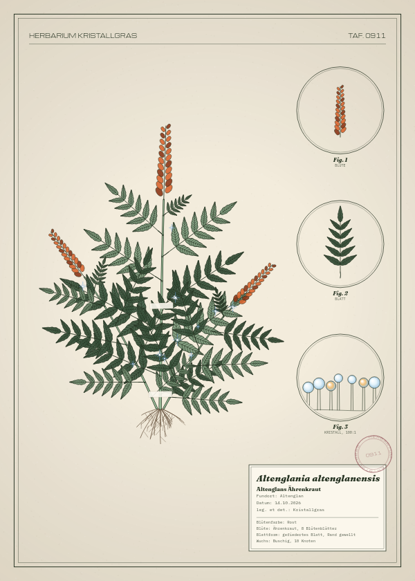 Botanische Tafel: Altenglania altenglanensis, eine erfundene Pflanze aus Altenglan, gezeichnet wie in einem alten Pflanzenatlas