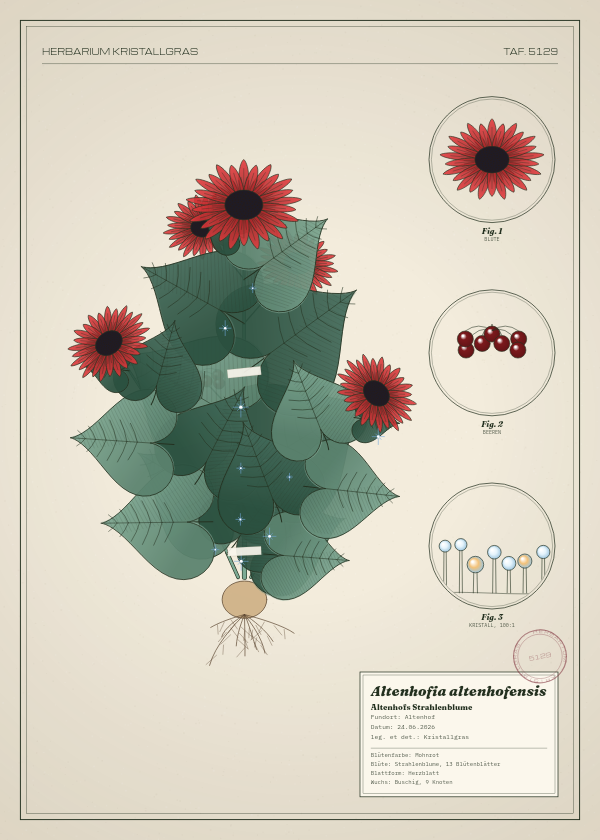 Botanische Tafel: Altenhofia altenhofensis, eine erfundene Pflanze aus Altenhof, gezeichnet wie in einem alten Pflanzenatlas
