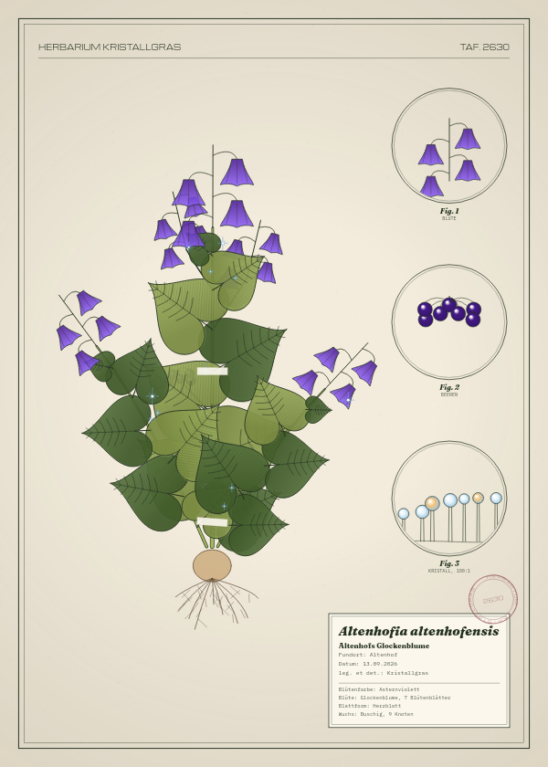 Botanische Tafel: Altenhofia altenhofensis, eine erfundene Pflanze aus Altenhof, gezeichnet wie in einem alten Pflanzenatlas