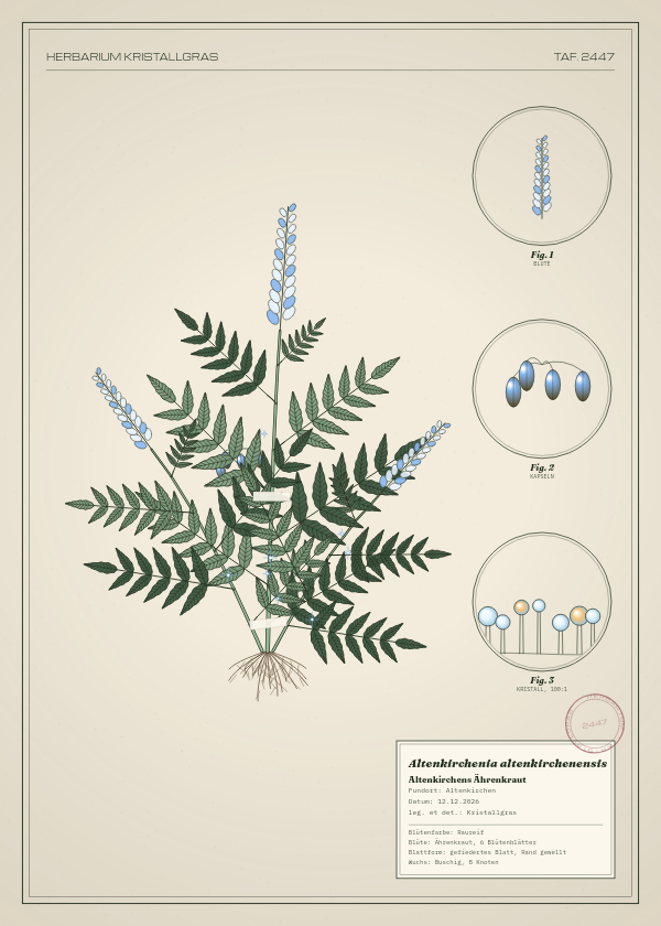 Botanische Tafel: Altenkirchenia altenkirchenensis, eine erfundene Pflanze aus Altenkirchen, gezeichnet wie in einem alten Pflanzenatlas