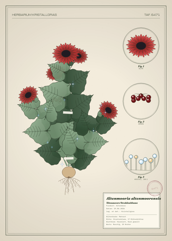 Botanische Tafel: Altenmooria altenmoorensis, eine erfundene Pflanze aus Altenmoor, gezeichnet wie in einem alten Pflanzenatlas