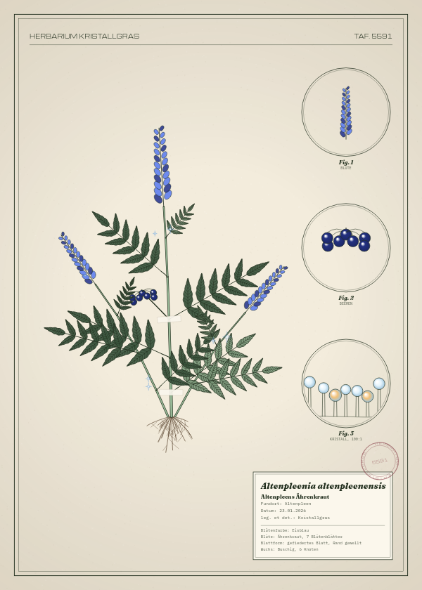 Botanische Tafel: Altenpleenia altenpleenensis, eine erfundene Pflanze aus Altenpleen, gezeichnet wie in einem alten Pflanzenatlas