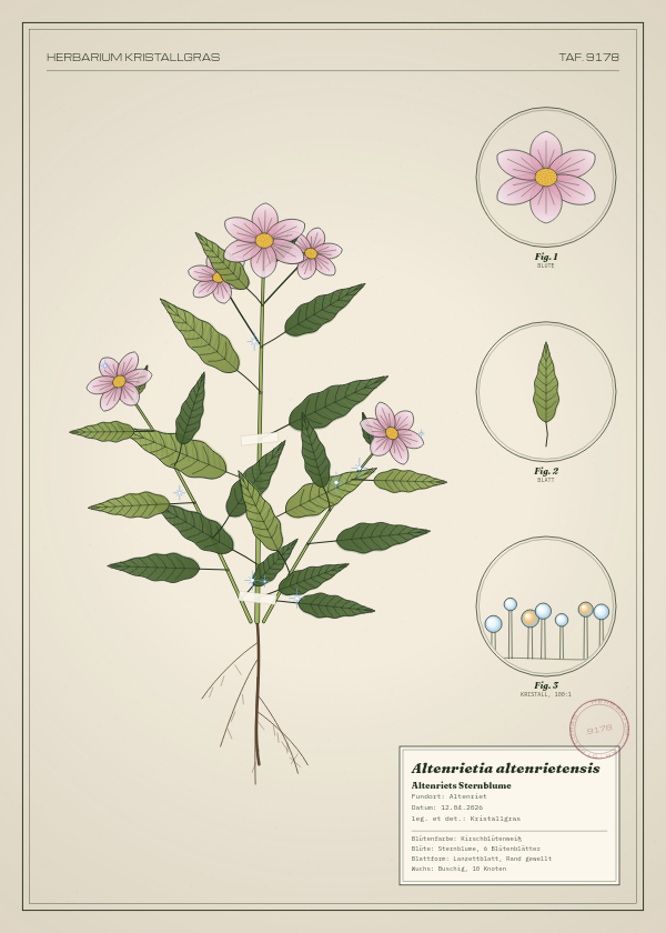 Botanische Tafel: Altenrietia altenrietensis, eine erfundene Pflanze aus Altenriet, gezeichnet wie in einem alten Pflanzenatlas