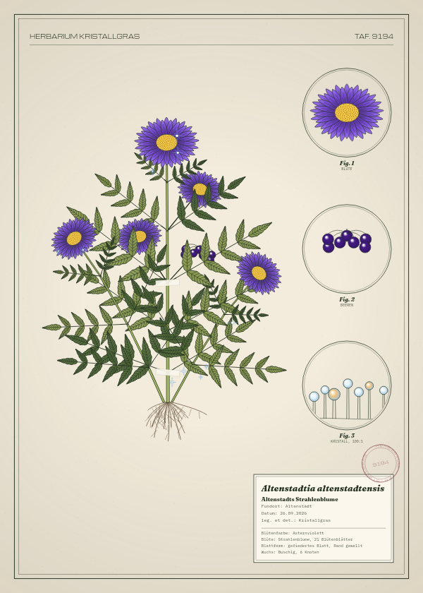 Botanische Tafel: Altenstadtia altenstadtensis, eine erfundene Pflanze aus Altenstadt, gezeichnet wie in einem alten Pflanzenatlas