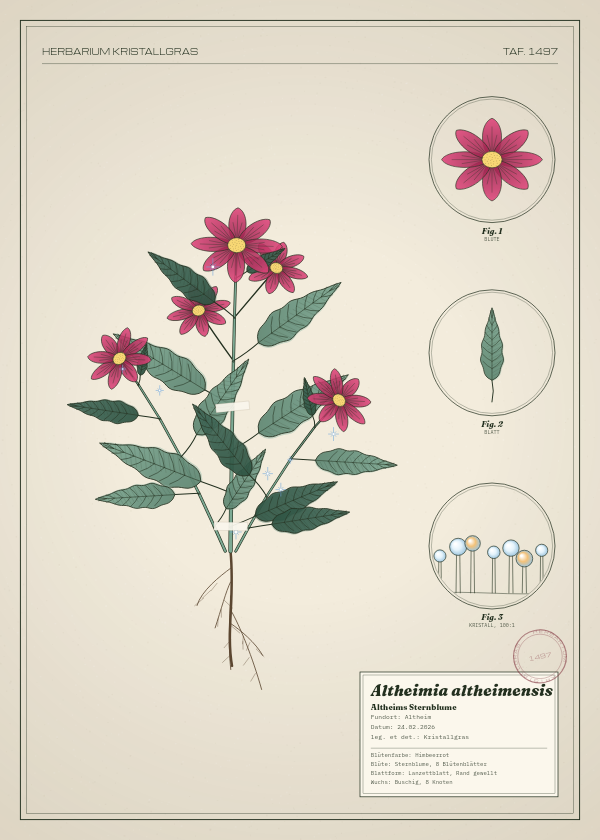 Botanische Tafel: Altheimia altheimensis, eine erfundene Pflanze aus Altheim, gezeichnet wie in einem alten Pflanzenatlas