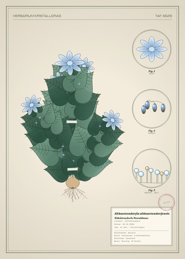 Botanische Tafel: Althuettendorfia althuettendorfensis, eine erfundene Pflanze aus Althüttendorf, gezeichnet wie in einem alten Pflanzenatlas