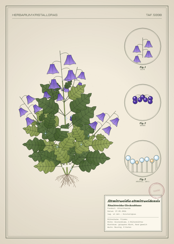 Botanische Tafel: Altmittweidia altmittweidensis, eine erfundene Pflanze aus Altmittweida, gezeichnet wie in einem alten Pflanzenatlas