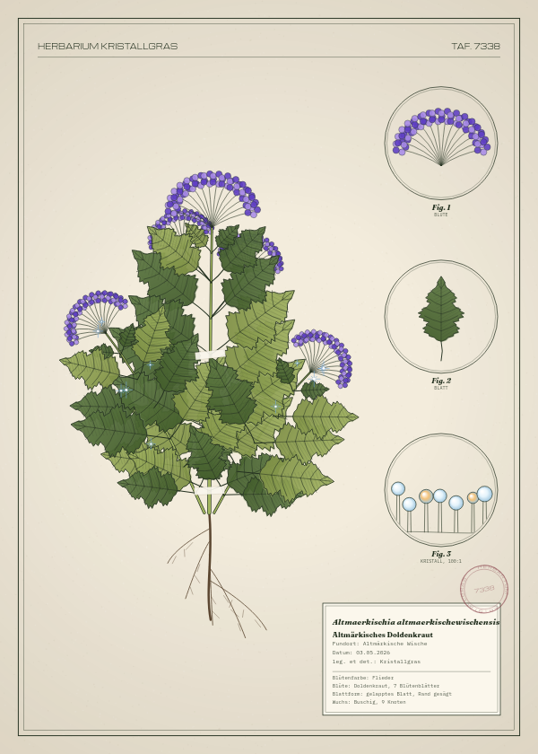 Botanische Tafel: Altmaerkischia altmaerkischewischensis, eine erfundene Pflanze aus Altmärkische Wische, gezeichnet wie in einem alten Pflanzenatlas