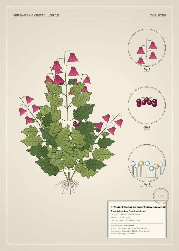 Botanische Tafel: Altmaerkischia altmaerkischehoehensis, eine erfundene Pflanze aus Altmärkische Höhe, gezeichnet wie in einem alten Pflanzenatlas