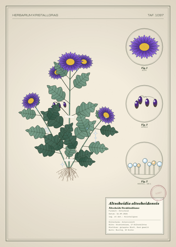 Botanische Tafel: Altscheidia altscheidensis, eine erfundene Pflanze aus Altscheid, gezeichnet wie in einem alten Pflanzenatlas