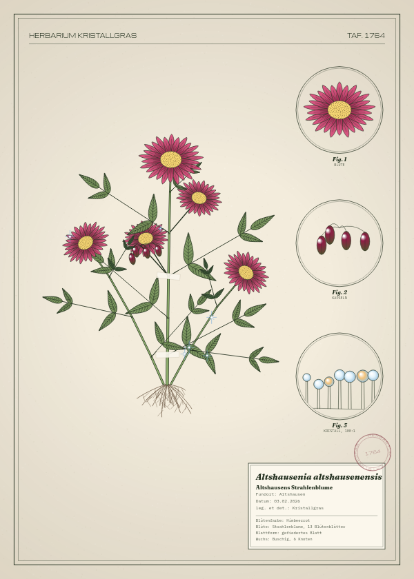 Botanische Tafel: Altshausenia altshausenensis, eine erfundene Pflanze aus Altshausen, gezeichnet wie in einem alten Pflanzenatlas