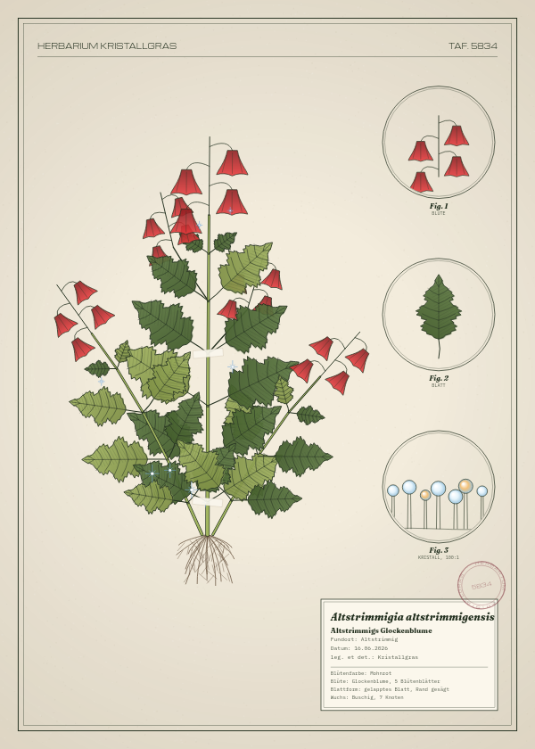 Botanische Tafel: Altstrimmigia altstrimmigensis, eine erfundene Pflanze aus Altstrimmig, gezeichnet wie in einem alten Pflanzenatlas