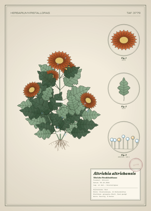 Botanische Tafel: Altrichia altrichensis, eine erfundene Pflanze aus Altrich, gezeichnet wie in einem alten Pflanzenatlas