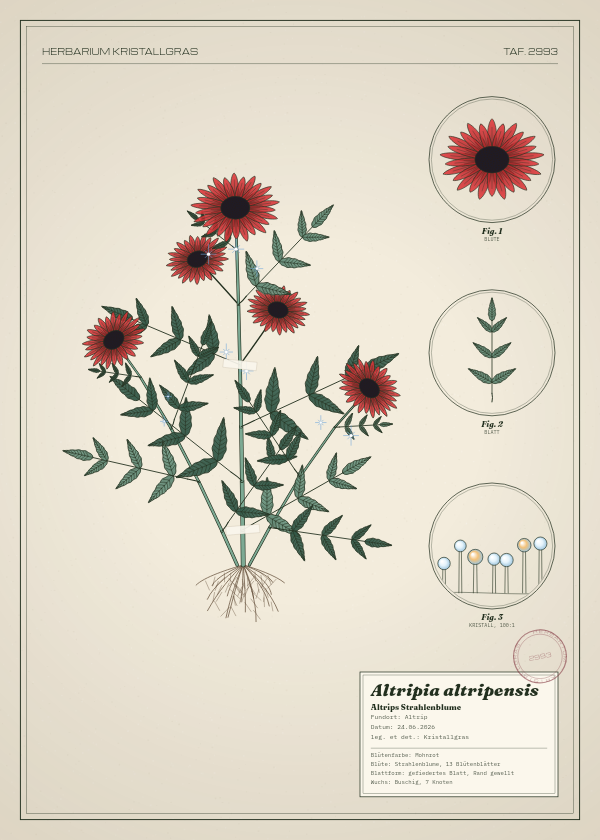 Botanische Tafel: Altripia altripensis, eine erfundene Pflanze aus Altrip, gezeichnet wie in einem alten Pflanzenatlas
