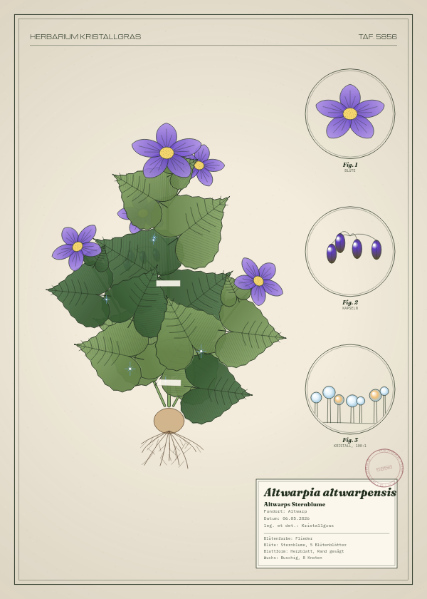 Botanische Tafel: Altwarpia altwarpensis, eine erfundene Pflanze aus Altwarp, gezeichnet wie in einem alten Pflanzenatlas