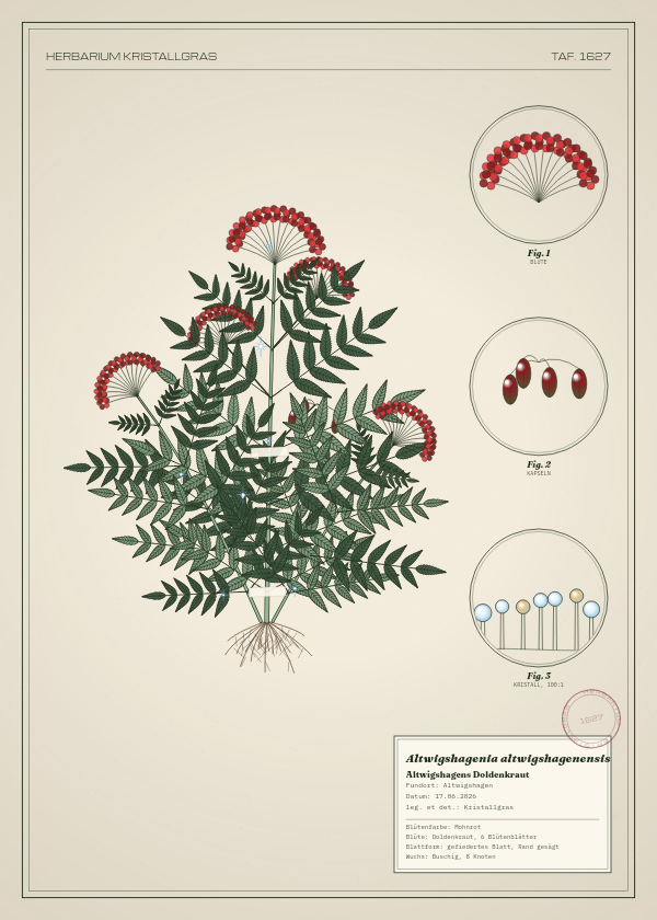 Botanische Tafel: Altwigshagenia altwigshagenensis, eine erfundene Pflanze aus Altwigshagen, gezeichnet wie in einem alten Pflanzenatlas