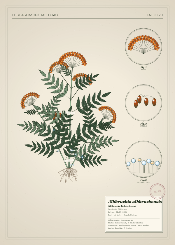 Botanische Tafel: Albbruckia albbruckensis, eine erfundene Pflanze aus Albbruck, gezeichnet wie in einem alten Pflanzenatlas
