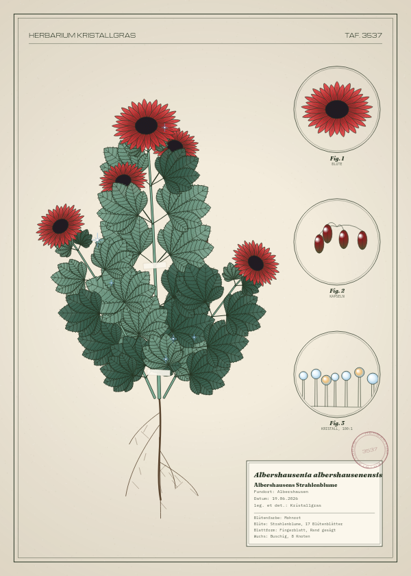 Botanische Tafel: Albershausenia albershausenensis, eine erfundene Pflanze aus Albershausen, gezeichnet wie in einem alten Pflanzenatlas