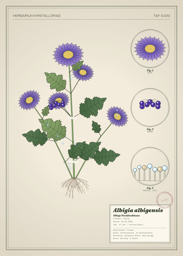 Botanische Tafel: Albigia albigensis, eine erfundene Pflanze aus Albig, gezeichnet wie in einem alten Pflanzenatlas