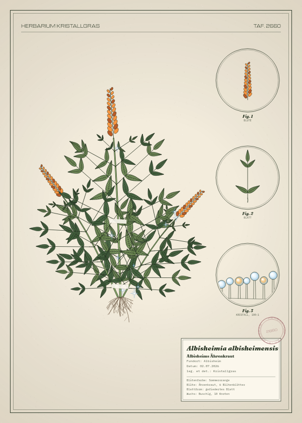 Botanische Tafel: Albisheimia albisheimensis, eine erfundene Pflanze aus Albisheim, gezeichnet wie in einem alten Pflanzenatlas