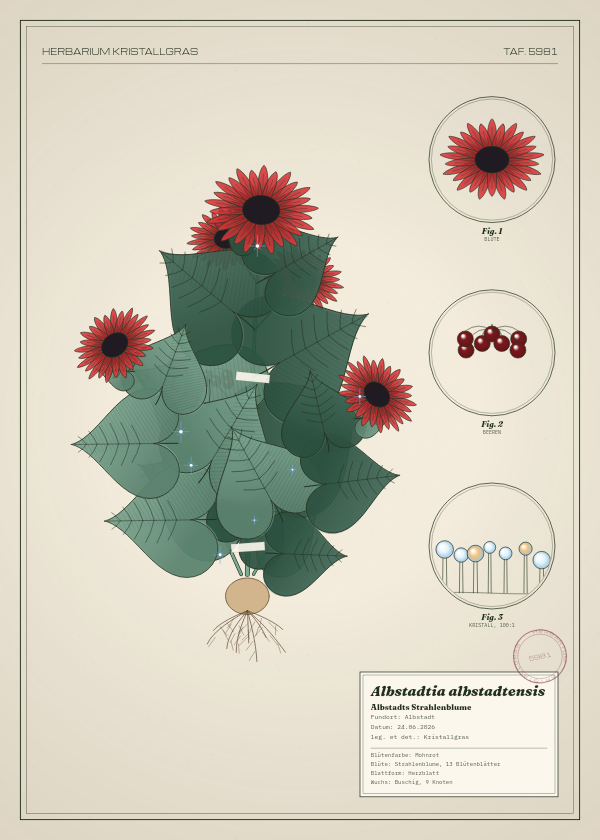 Botanische Tafel: Albstadtia albstadtensis, eine erfundene Pflanze aus Albstadt, gezeichnet wie in einem alten Pflanzenatlas