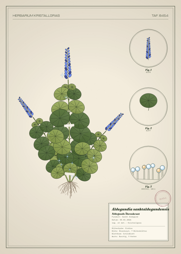 Botanische Tafel: Aldegundia sanktaldegundensis, eine erfundene Pflanze aus Sankt Aldegund, gezeichnet wie in einem alten Pflanzenatlas