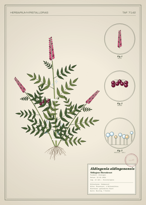 Botanische Tafel: Aldingenia aldingenensis, eine erfundene Pflanze aus Aldingen, gezeichnet wie in einem alten Pflanzenatlas