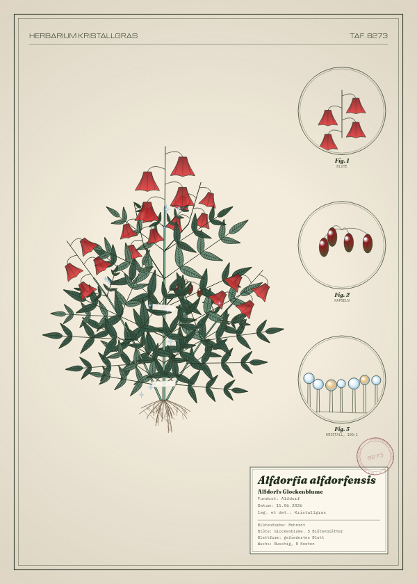 Botanische Tafel: Alfdorfia alfdorfensis, eine erfundene Pflanze aus Alfdorf, gezeichnet wie in einem alten Pflanzenatlas