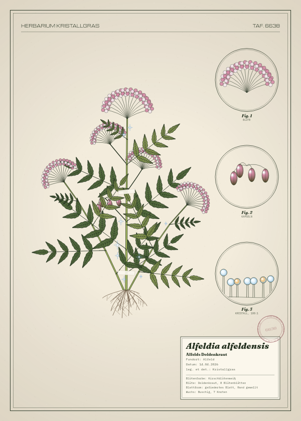 Botanische Tafel: Alfeldia alfeldensis, eine erfundene Pflanze aus Alfeld, gezeichnet wie in einem alten Pflanzenatlas