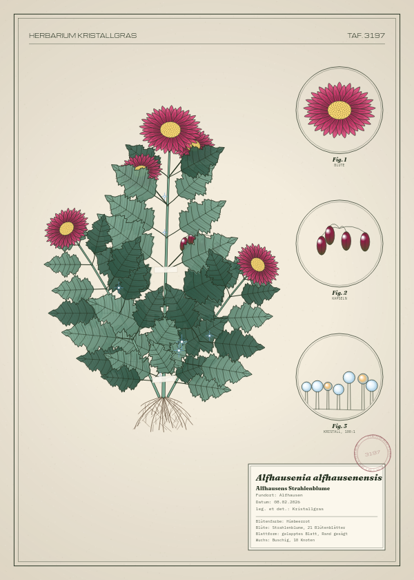 Botanische Tafel: Alfhausenia alfhausenensis, eine erfundene Pflanze aus Alfhausen, gezeichnet wie in einem alten Pflanzenatlas