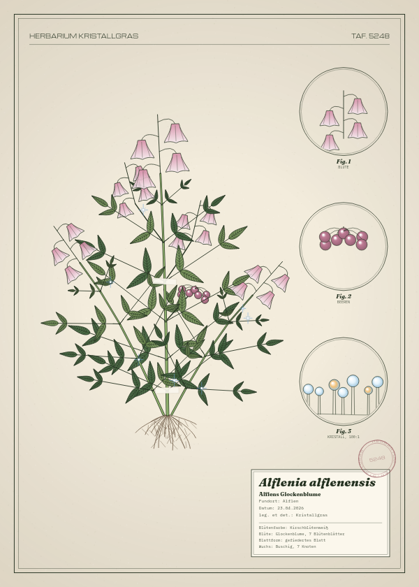 Botanische Tafel: Alflenia alflenensis, eine erfundene Pflanze aus Alflen, gezeichnet wie in einem alten Pflanzenatlas