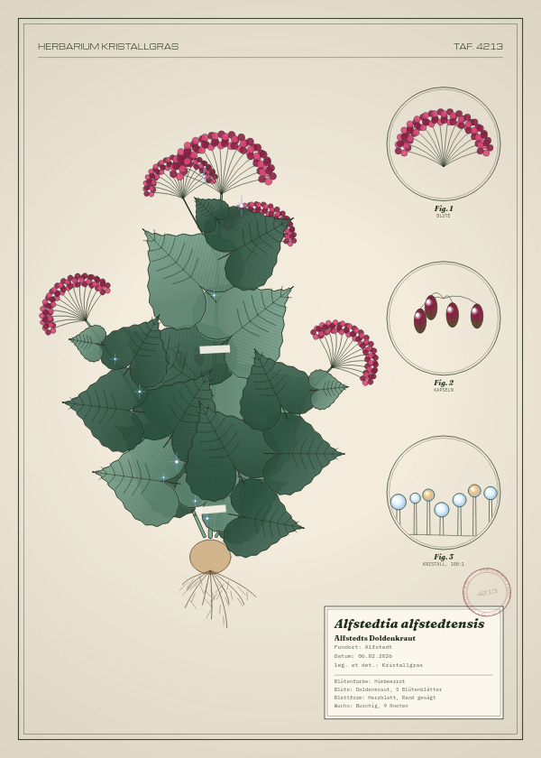 Botanische Tafel: Alfstedtia alfstedtensis, eine erfundene Pflanze aus Alfstedt, gezeichnet wie in einem alten Pflanzenatlas