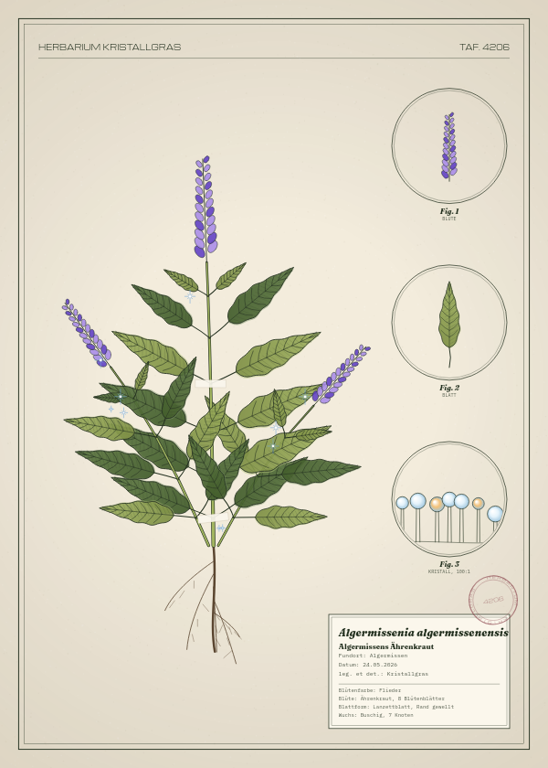 Botanische Tafel: Algermissenia algermissenensis, eine erfundene Pflanze aus Algermissen, gezeichnet wie in einem alten Pflanzenatlas